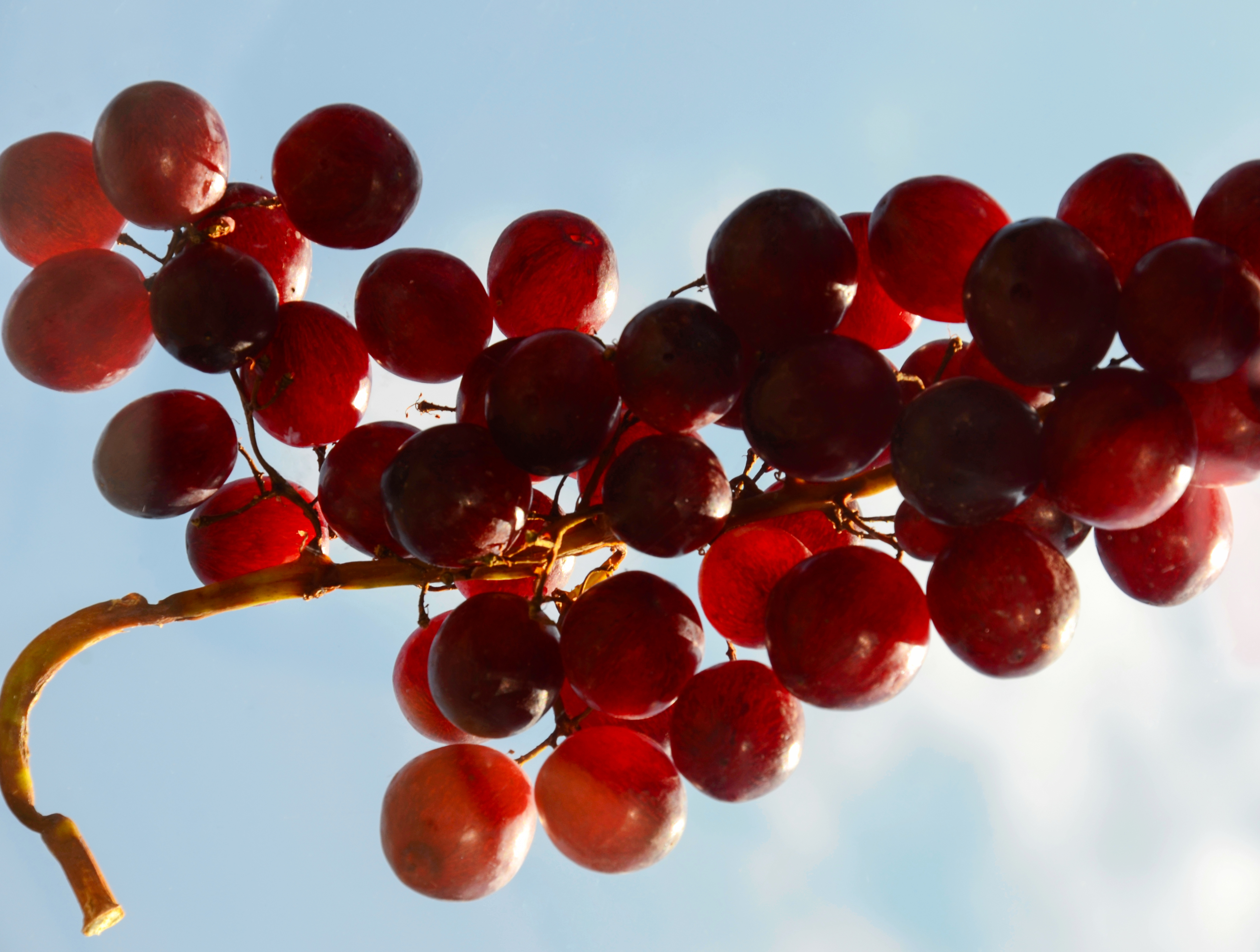 grapes on a stem against blue background