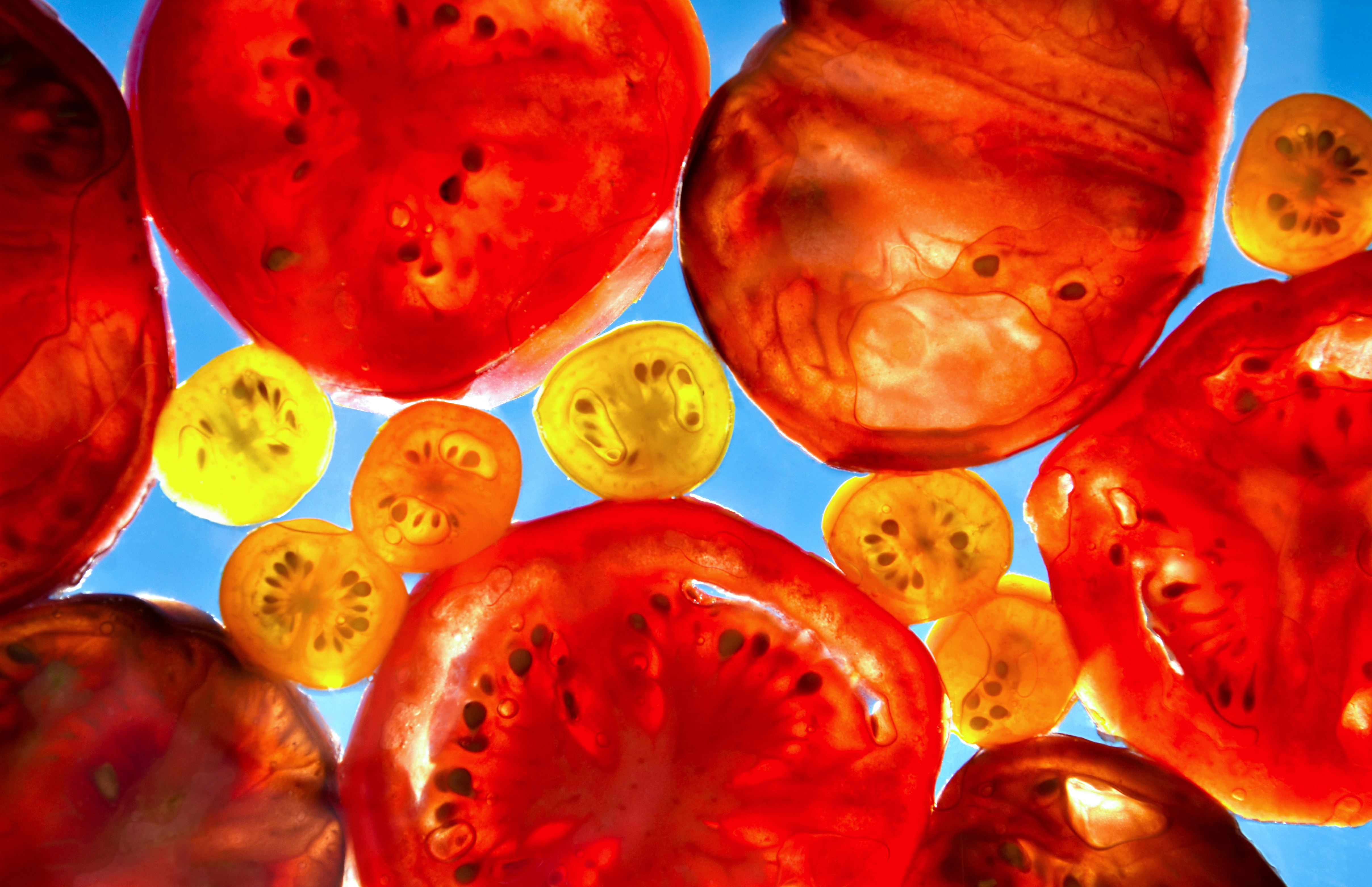 tomato slices against blue background